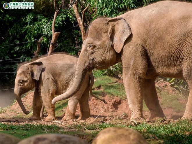 長隆野生動物園 長隆野生動物園